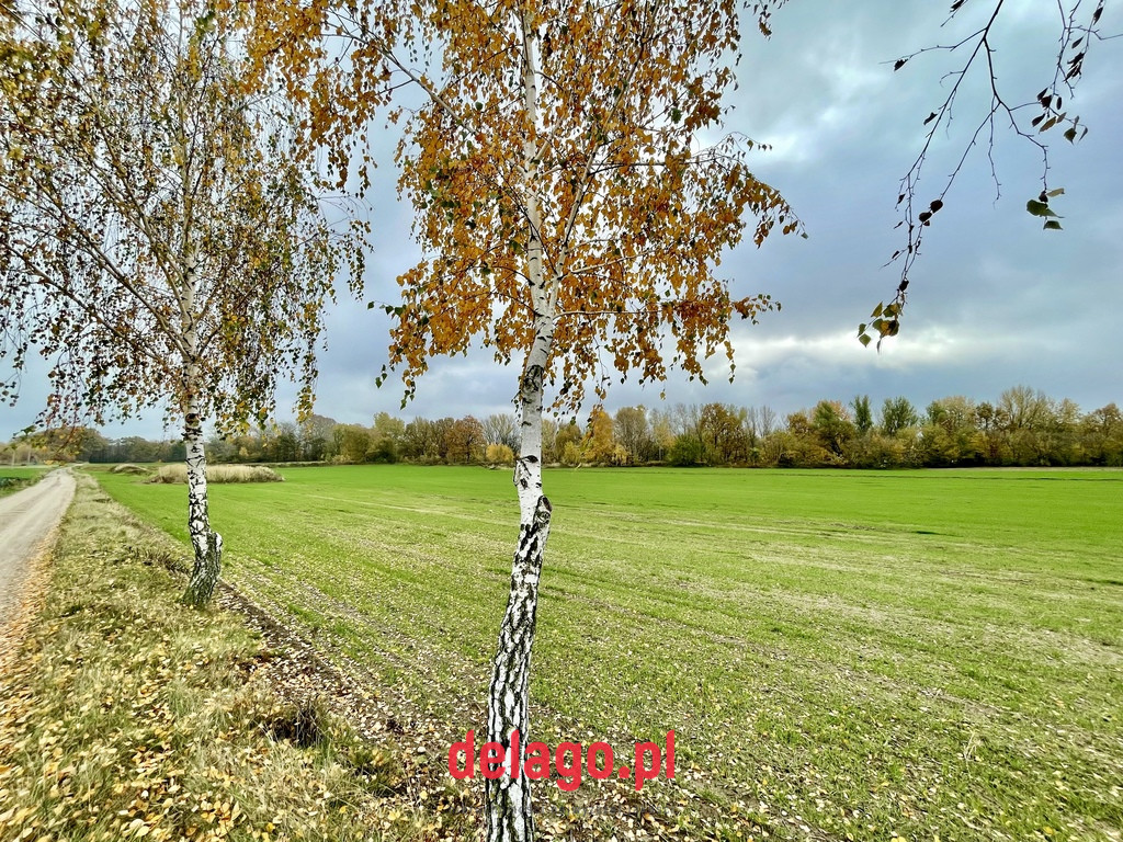 Działka Sprzedaż Mochty-Smok 7